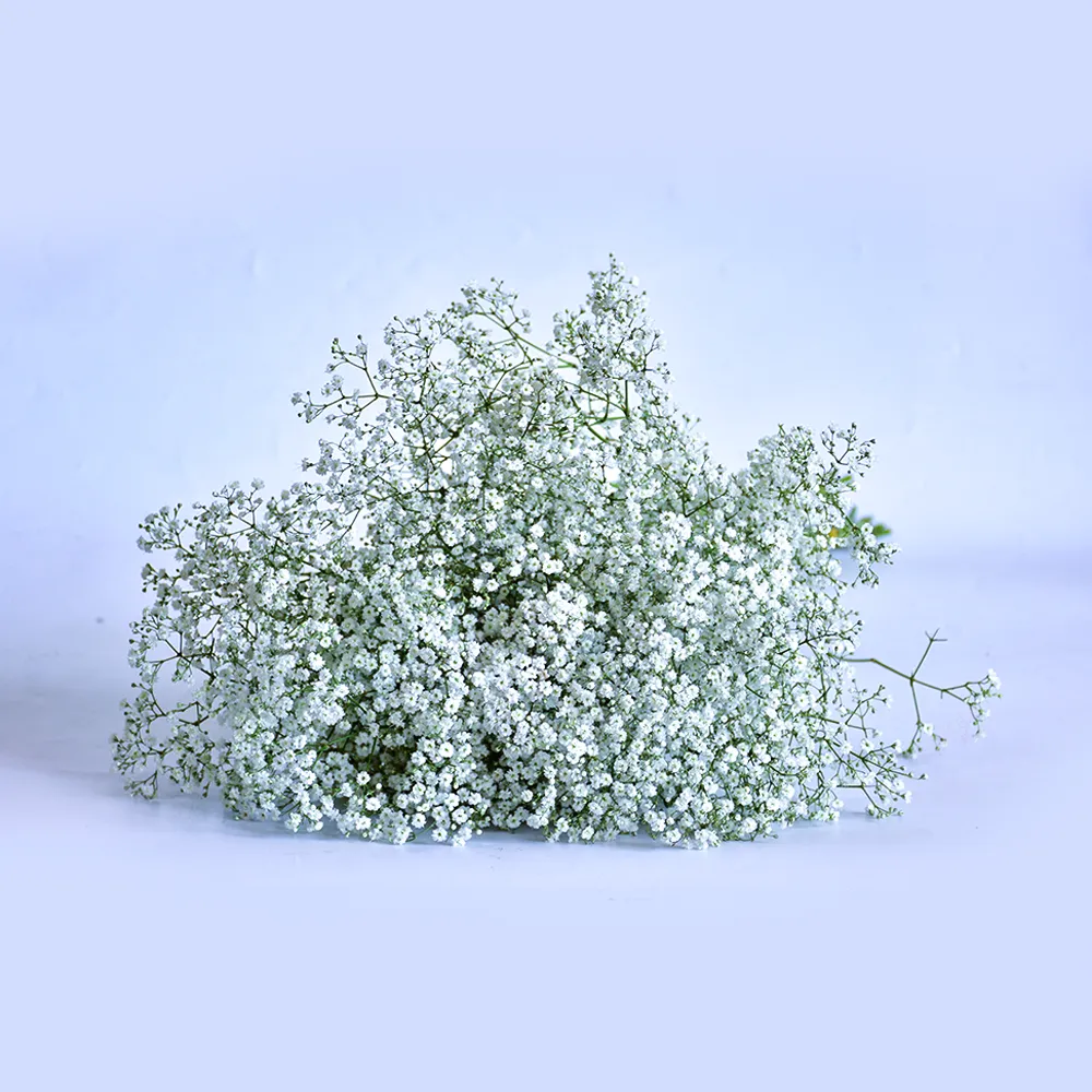 Baby's Breath/ Gypsophila- white