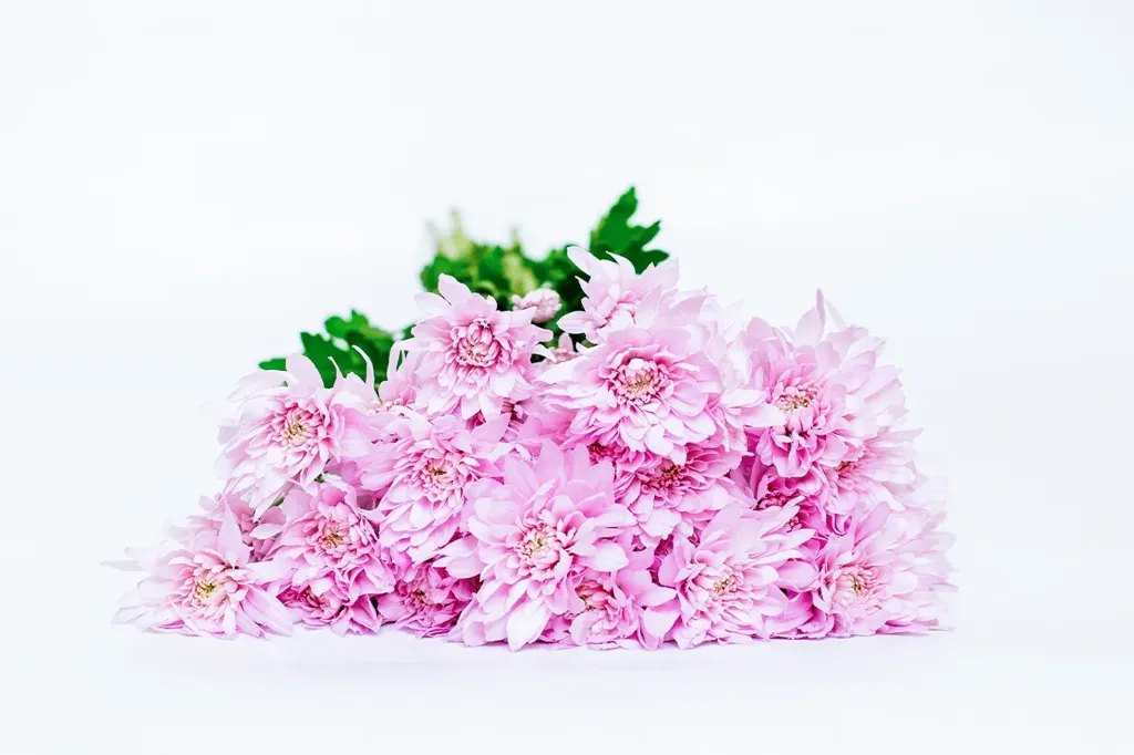 Spray Chrysanthemums