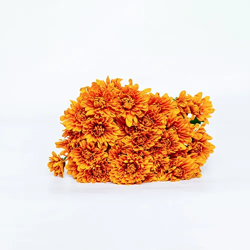 Spray Chrysanthemums