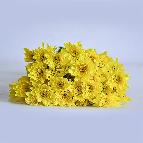 Spray Chrysanthemums