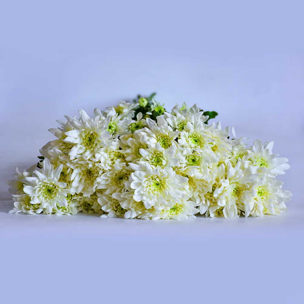 Spray Chrysanthemums