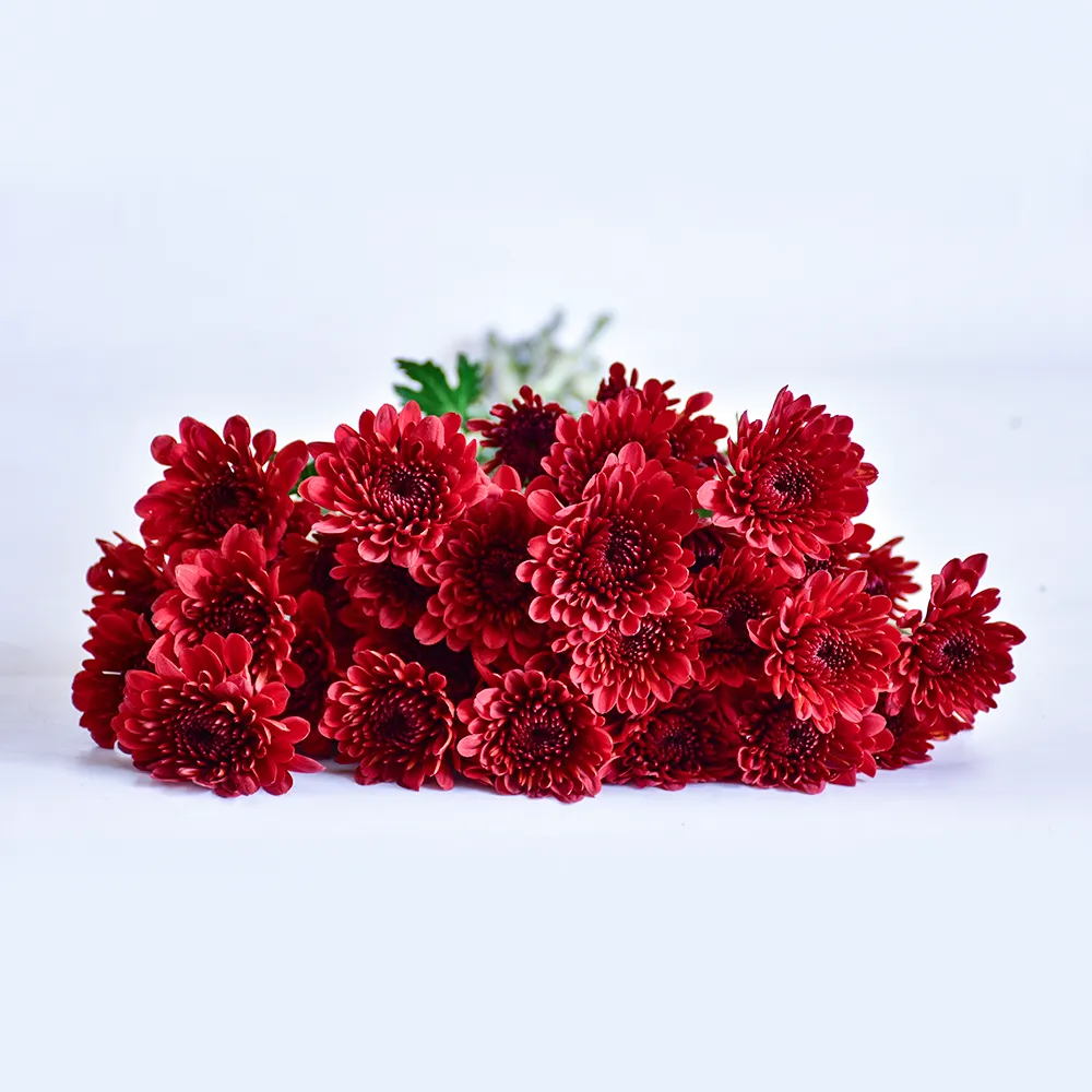 Spray Chrysanthemums