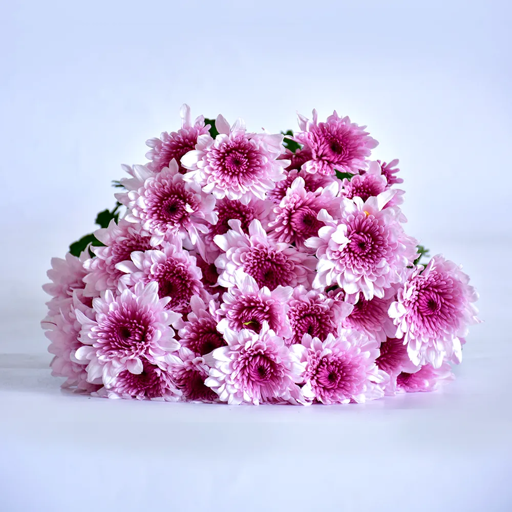 Spray Chrysanthemums