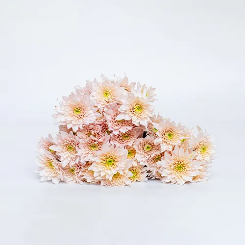 Spray Chrysanthemums