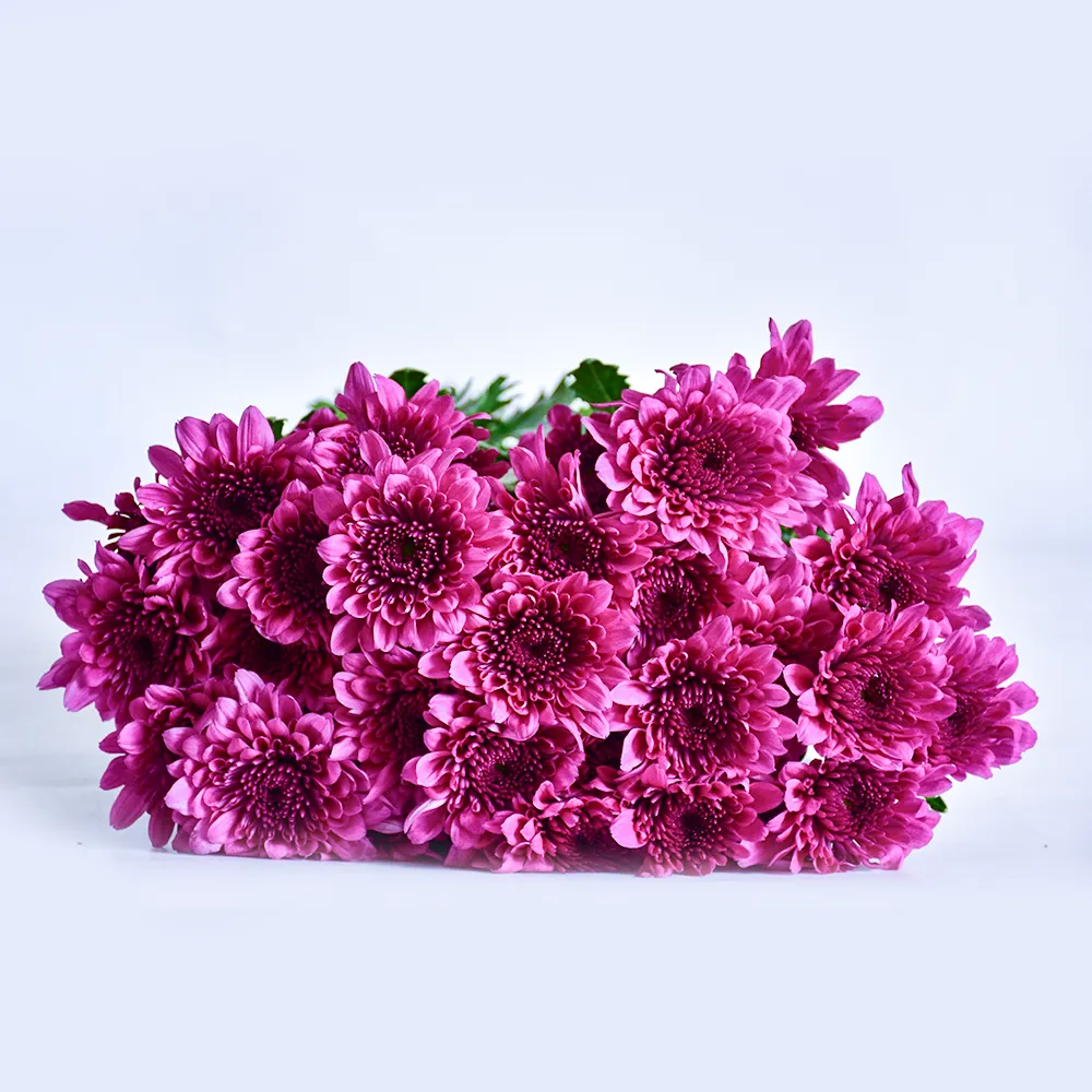 Spray Chrysanthemums