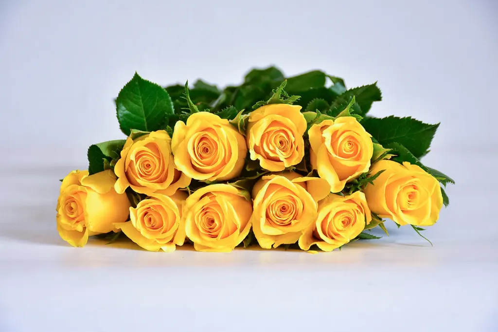 Premium Standard Roses  Bp