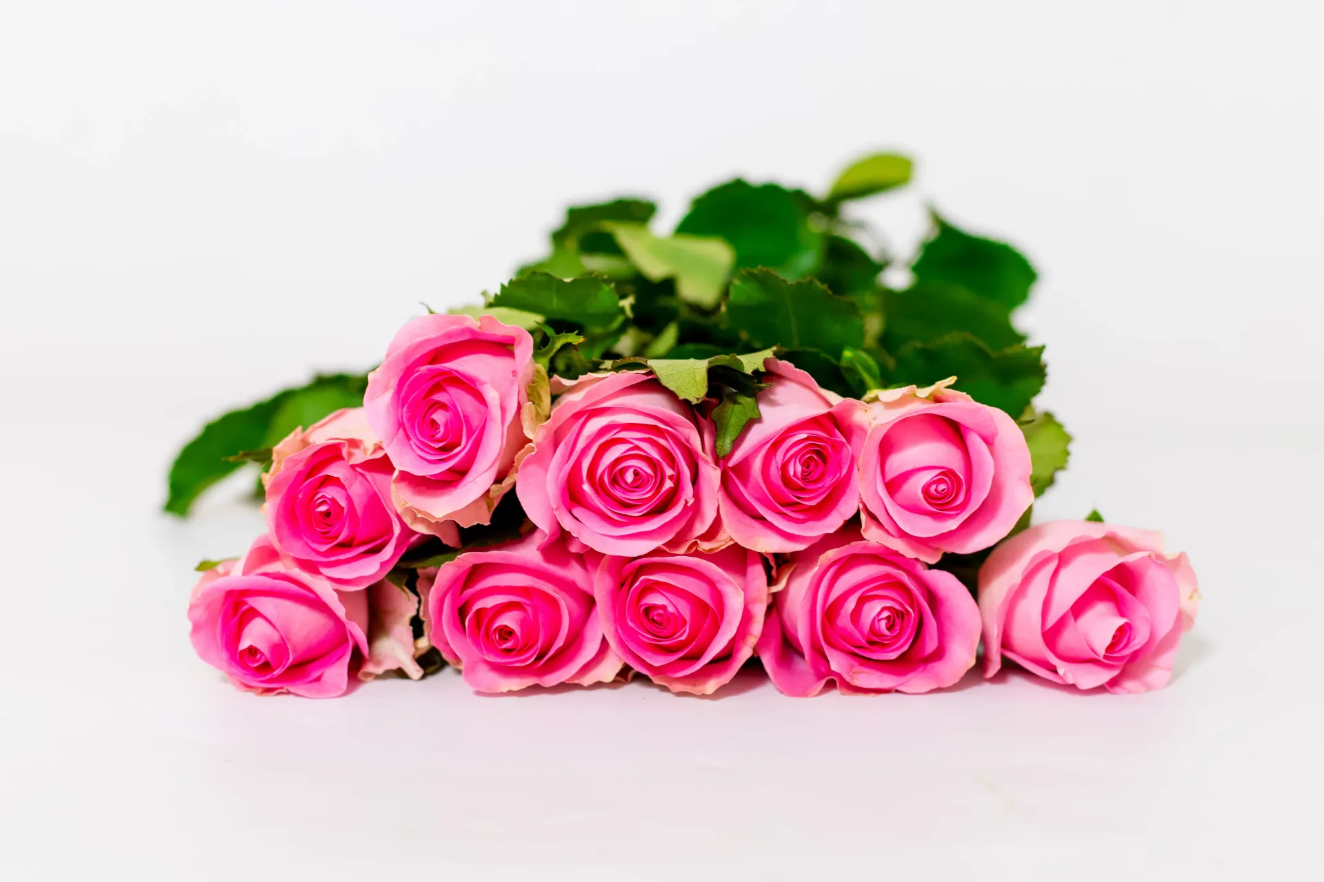 Premium Standard Roses  Bp