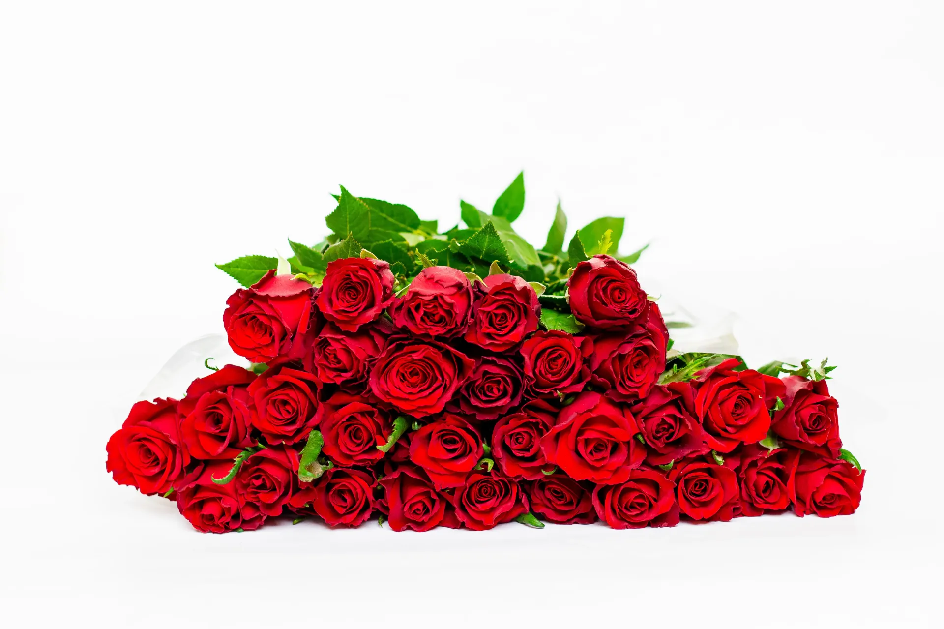 Premium Standard Roses  Bp