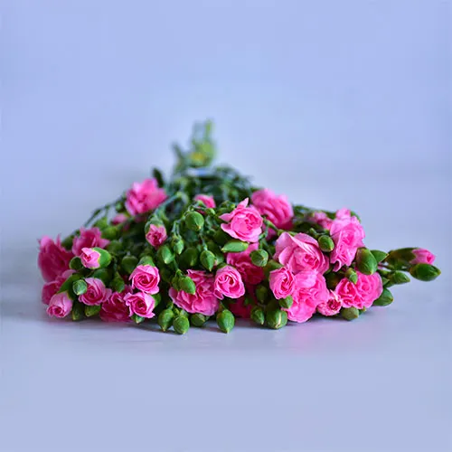 Spray Carnations