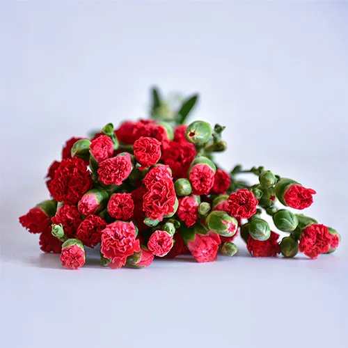 Spray Carnations