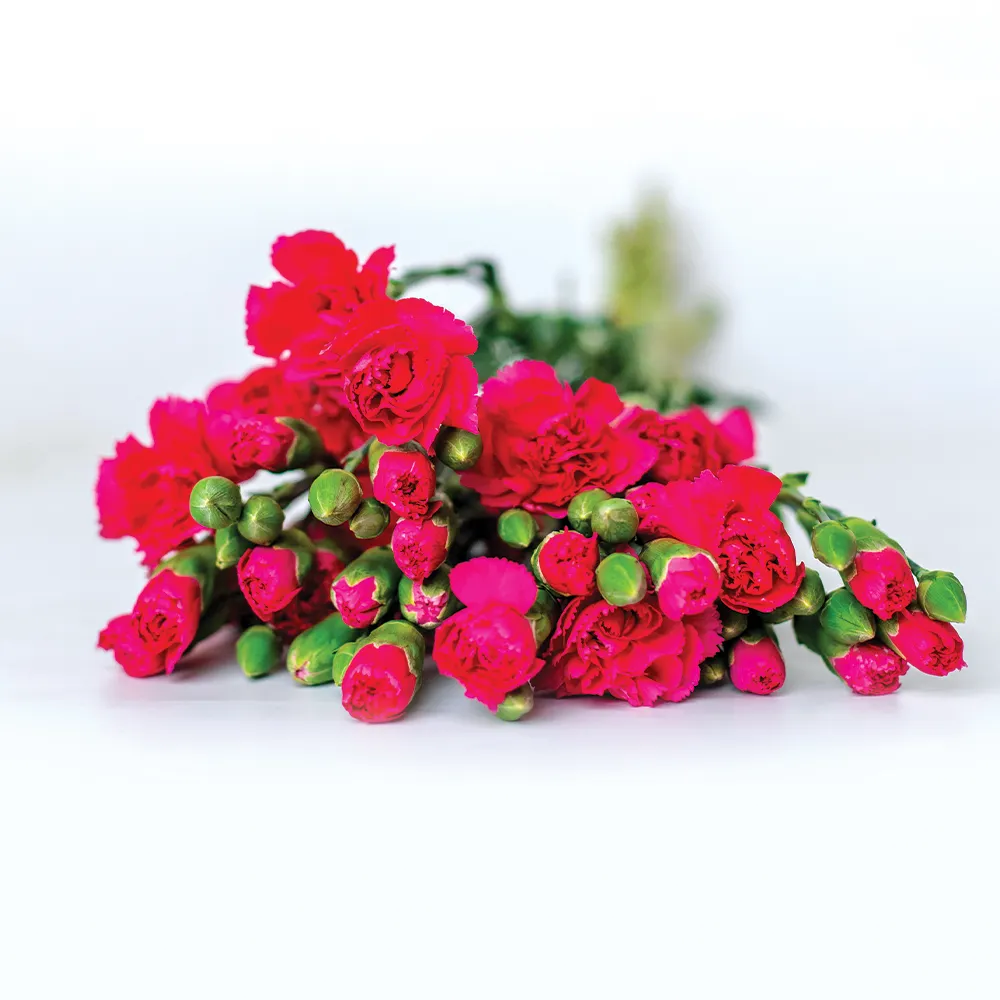 Spray Carnations (Spray Carnations- Hot Pink)