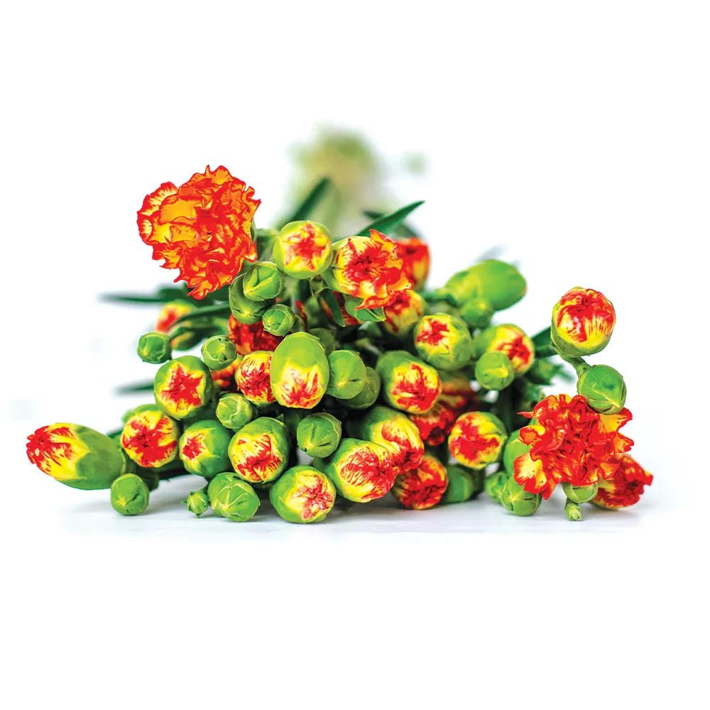 Spray Carnations