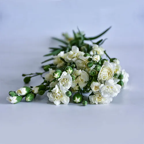 Spray Carnations
