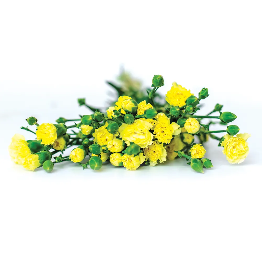 Spray Carnations