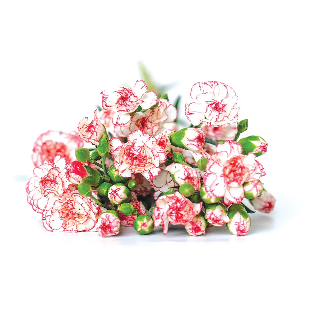 Spray Carnations