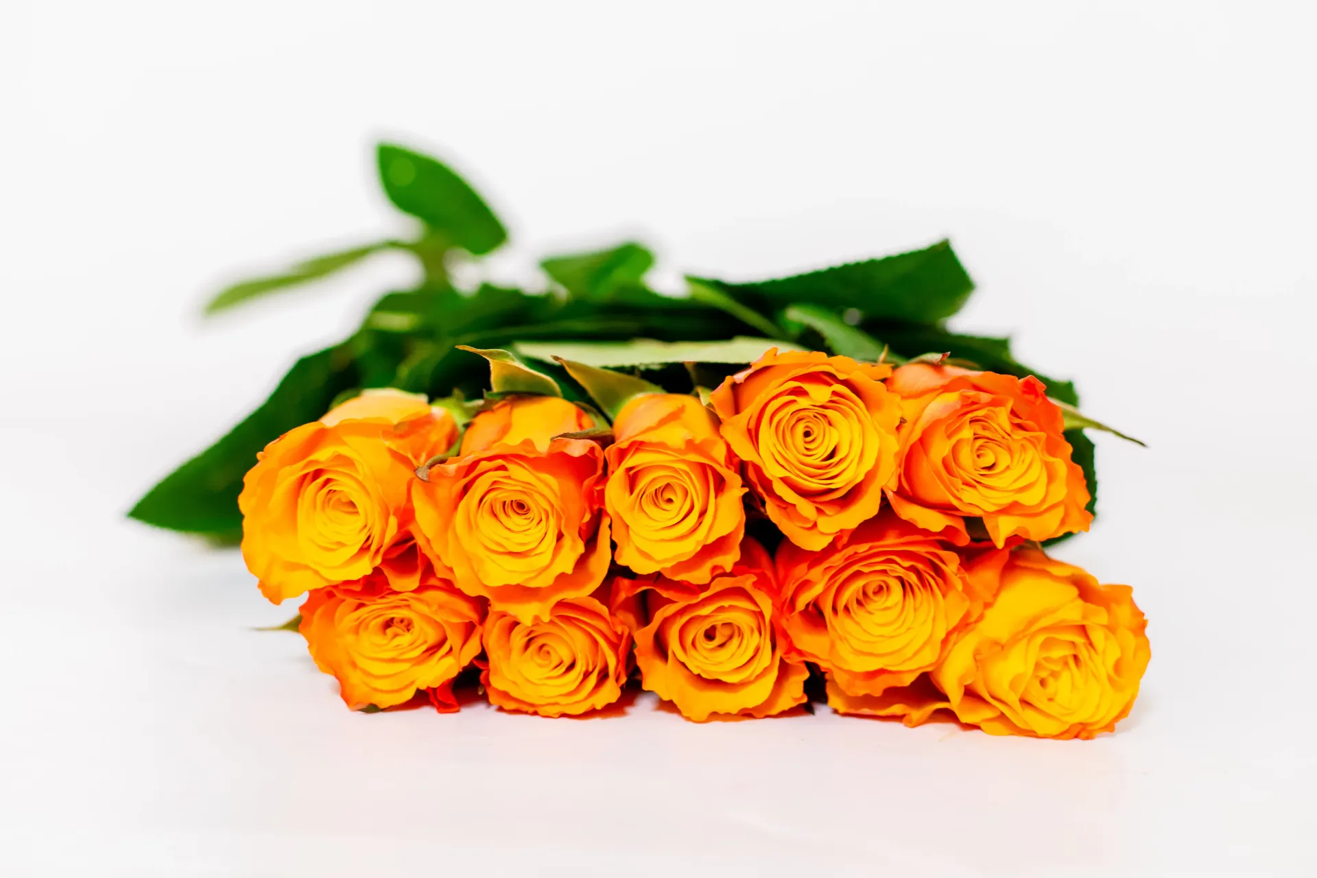 Premium Standard Roses  Bp