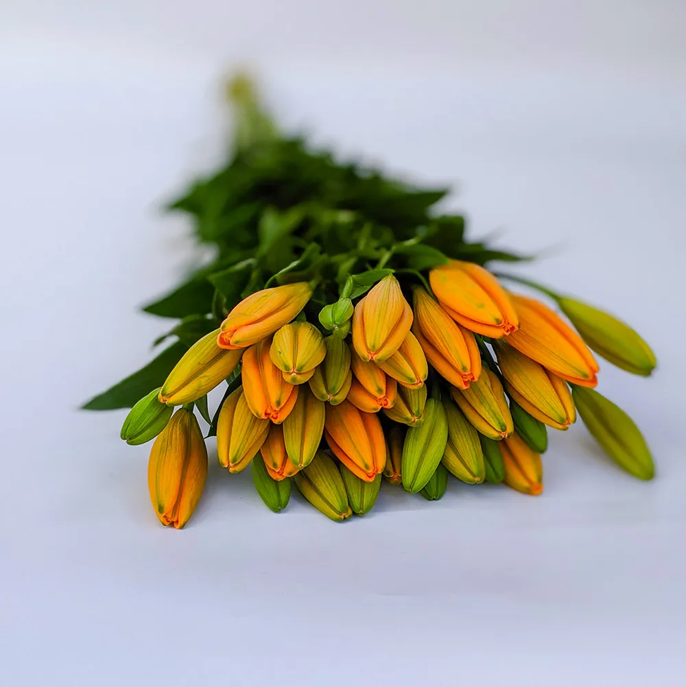 Asiatic Lilies