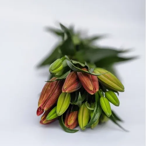Asiatic Lilies