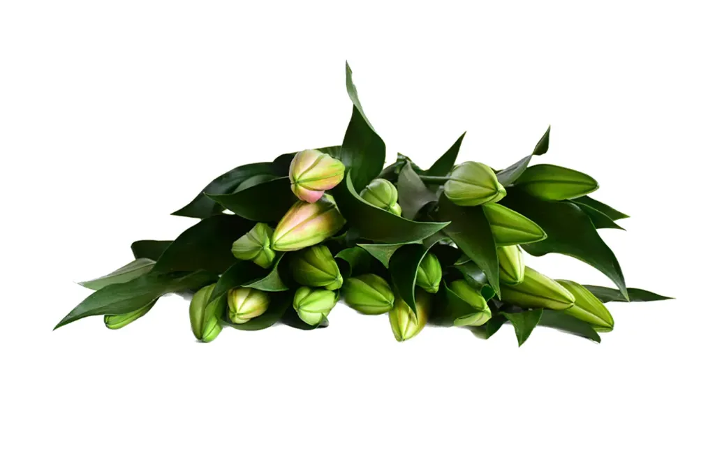 Oriental Lilies (Oriental Lilies- Pink)